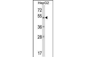 Western blot analysis in HepG2 cell line lysates (35ug/lane). (ZNF207 antibody  (N-Term))