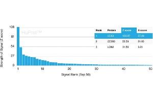 Analysis of Protein Array containing more than 19,000 full-length human proteins using CD63-Monospecific Mouse Recombinant Monoclonal Antibody (rMX-49. (Recombinant CD63 antibody)