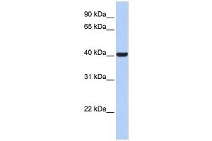 Western Blotting (WB) image for anti-Hydroxy-delta-5-Steroid Dehydrogenase, 3 beta- and Steroid delta-Isomerase 1 (HSD3B1) antibody (ABIN2458611)