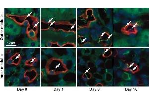 Expression of Aquaporin 1 in mouse kidneyImmunohistochemical staining of mouse kidney sections using Anti-Aquaporin 1 Antibody (ABIN7042932, ABIN7045194 and ABIN7045195). (Aquaporin 1 antibody  (Intracellular))