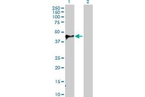 Western Blot analysis of WIF1 expression in transfected 293T cell line by WIF1 MaxPab polyclonal antibody. (WIF1 antibody  (AA 1-379))