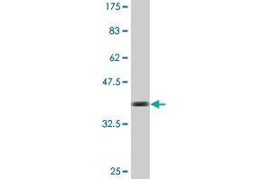 Western Blot detection against Immunogen (36. (HAUS1 antibody  (AA 179-278))