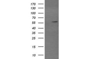 Image no. 1 for anti-Tripartite Motif Containing 22 (TRIM22) (AA 61-406) antibody (ABIN1491616)