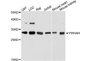 Western blot analysis of extracts of various cell lines, using YWHAH antibody. (14-3-3 eta antibody)