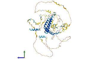 AlphaFold protein structure predicition of Human Recombinant WBP11 Protein, UniprotID Q9Y2W2 (WBP11 Protein (AA 1-641) (His tag))