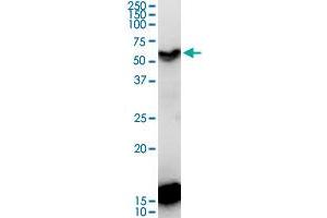 CDC20B monoclonal antibody (M11), clone 2F2. (CDC20B antibody  (AA 416-515))