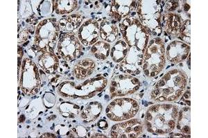 Image no. 5 for anti-Amyloid beta (A4) Precursor Protein (APP) antibody (ABIN1496880) (APP antibody)