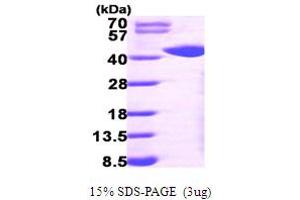 SDS-PAGE (SDS) image for Galactokinase 1 (GALK1) (AA 1-392) protein (His tag) (ABIN667801) (GALK1 Protein (AA 1-392) (His tag))
