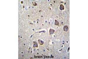 NRN1L Antibody (Center) immunohistochemistry analysis in formalin fixed and paraffin embedded human brain tissue followed by peroxidase conjugation of the secondary antibody and DAB staining. (Neuritin 1-Like antibody  (Middle Region))