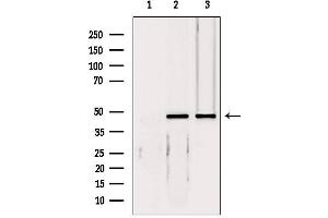Western blot analysis of extracts from various samples, using EIF4A3 antibody. (EIF4A3 antibody  (Internal Region))