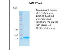 MIF Protein