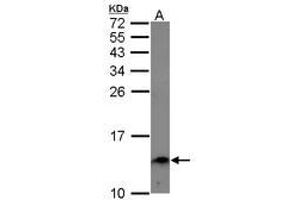 Image no. 1 for anti-Endosulfine alpha (ENSA) (AA 1-121) antibody (ABIN1498031) (Ensa antibody  (AA 1-121))