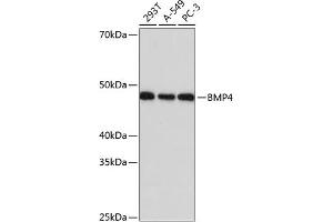 Western blot analysis of extracts of various cell lines, using BMP4 Rabbit mAb (ABIN7265898) at 1:1000 dilution. (BMP4 antibody)
