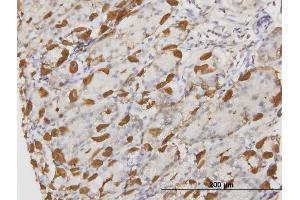 Immunoperoxidase of monoclonal antibody to APOA2 on formalin-fixed paraffin-embedded human stomach. (APOA2 antibody  (AA 1-100))