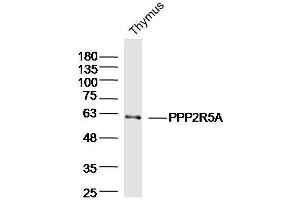 Mouse thymus lysates probed with PPP2R5A Polyclonal Antibody  at 1:300 overnight at 4°C followed by a conjugated secondary antibody for 60 minutes at 37°C. (PPP2R5A antibody  (AA 301-400))