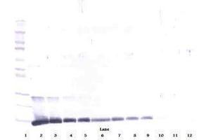 Image no. 1 for anti-Interleukin 4 (IL4) antibody (ABIN465839) (IL-4 antibody)