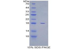 SDS-PAGE (SDS) image for Glyceraldehyde-3-Phosphate Dehydrogenase (GAPDH) (AA 2-148) protein (His tag) (ABIN1879236) (GAPDH Protein (AA 2-148) (His tag))