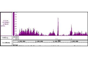 Histone H3K36me3 antibody (pAb) tested by ChIP-Seq. (Histone 3 antibody  (3meLys36))