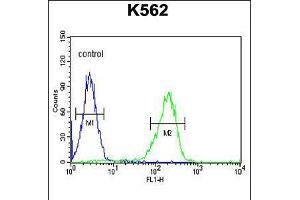Flow cytometric analysis of K562 cells (right histogram) compared to a negative control cell (left histogram). (CLIC6 antibody  (AA 539-565))