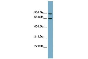 SLC12A8 antibody