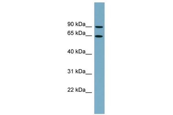 SLC12A8 antibody