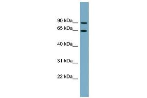 SLC12A8 antibody used at 1 ug/ml to detect target protein. (SLC12A8 antibody)