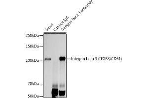 Immunoprecipitation analysis of 300 μg extracts of U-87MG cells using 3 μg Integrin beta 3 (ITGB3/CD61) antibody (ABIN7267928). (Integrin beta 3 antibody)