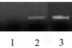 Histone H3 antibody (mAb) tested by ChIP.