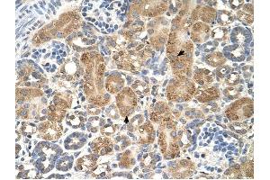 GPAA1 antibody was used for immunohistochemistry at a concentration of 4-8 ug/ml to stain Epithelial cells of renal tubule (arrows) in Human Kidney. (GPAA1 antibody)