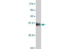 Western Blot detection against Immunogen (36. (CLK3 antibody  (AA 36-136))