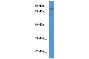 Western Blot showing Slc26a2 antibody used at a concentration of 1.