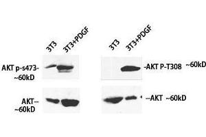 Western Blot analysis of 3T3 cells treated using Phospho-Pan-Akt (Ser473) Polyclonal Antibody at dilution of 1:1000 (AKT1 antibody  (pSer473))