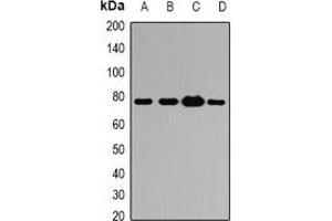 Western blot analysis of ATG7 expression in THP1 (A), HeLa (B), mouse kidney (C), rat liver (D) whole cell lysates. (ATG7 antibody)