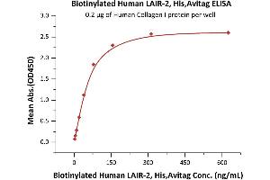 Immobilized Human Collagen I protein at 2 μg/mL (100 μL/well) can bind Biotinylated Human LAIR-2, His,Avitag (ABIN5674601,ABIN6253692) with a linear range of 2-78 ng/mL (QC tested). (LAIR2 Protein (AA 22-152) (His tag,AVI tag,Biotin))