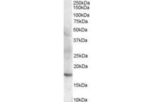 Image no. 3 for anti-Cofilin 2 (CFL2) (C-Term) antibody (ABIN374596) (Cofilin 2 antibody  (C-Term))