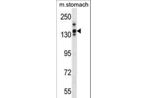 LRRC16A Antibody (C-term) (ABIN1536667 and ABIN2849731) western blot analysis in mouse stomach tissue lysates (35 μg/lane). (LRRC16A antibody  (C-Term))