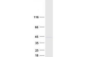 RIBC2 Protein (Myc-DYKDDDDK Tag)