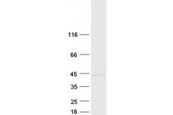 RIBC2 Protein (Myc-DYKDDDDK Tag)