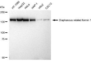 Western blotting analysis using Diaphanous related formin 1 antibody (ABIN7798330).