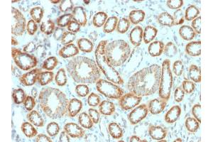 Immunohistochemistry (IHC) image for anti-Erythropoietin (EPO) (AA 28-162) antibody (ABIN6939312)