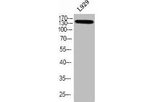 Western blot analysis of L929 using p-TBC1D4 (T642) antibody.