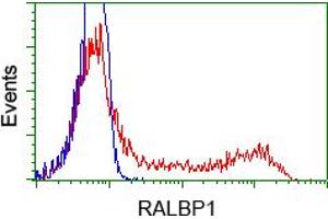Image no. 2 for anti-RalA Binding Protein 1 (RALBP1) antibody (ABIN1500586) (RALBP1 antibody)