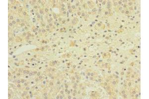 Immunohistochemistry of paraffin-embedded human adrenal gland tissue using ABIN7153769 at dilution of 1:100 (GEMIN8 antibody  (AA 1-242))