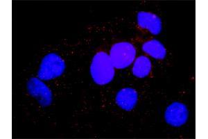 Proximity Ligation Analysis of protein-protein interactions between MAPK3 and MAPK14. (ERK1 antibody  (AA 1-379))