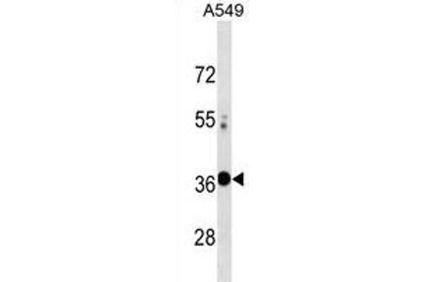 VAX2 antibody  (AA 138-166)