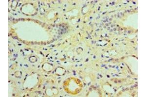 Immunohistochemistry of paraffin-embedded human kidney tissue using ABIN7161898 at dilution of 1:100