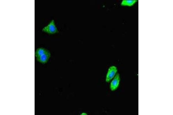 Deltex Homolog 4 antibody  (AA 167-432)