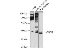 Western blot analysis of extracts of various cell lines, using NSUN3 antibody (ABIN6132413, ABIN6144877, ABIN6144878 and ABIN6216691) at 1:3000 dilution.