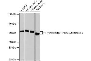 Western blot analysis of extracts of various cell lines, using Tryptophanyl-tRNA synthetase 1 Rabbit mAb (ABIN1678761, ABIN3018963, ABIN3018964 and ABIN7101695) at 1:1000 dilution. (WARS antibody)