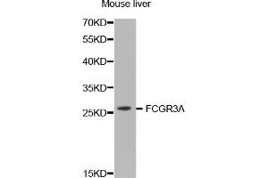 Western blot analysis of extracts of mouse liver, using FCGR3A antibody (ABIN5971377) at 1/1000 dilution. (FCGR3A antibody)